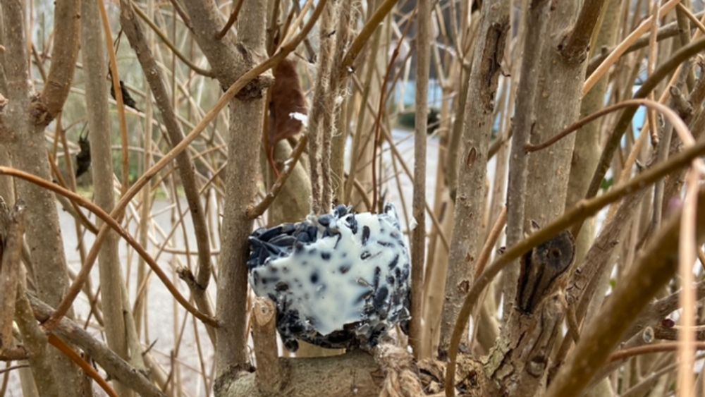 Vogelfutter für den Winter Vogelfutter