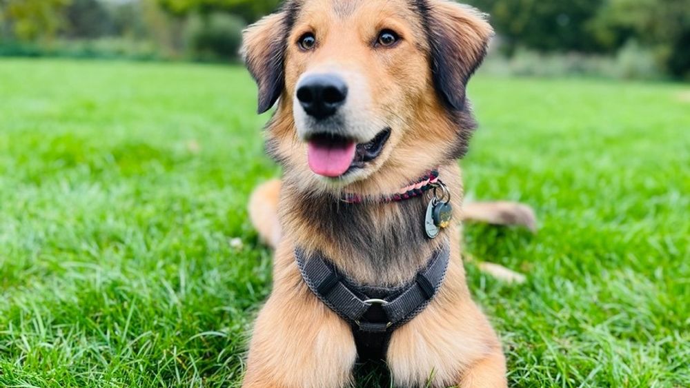 Tierisch gut - unser Schulhund Bonnie