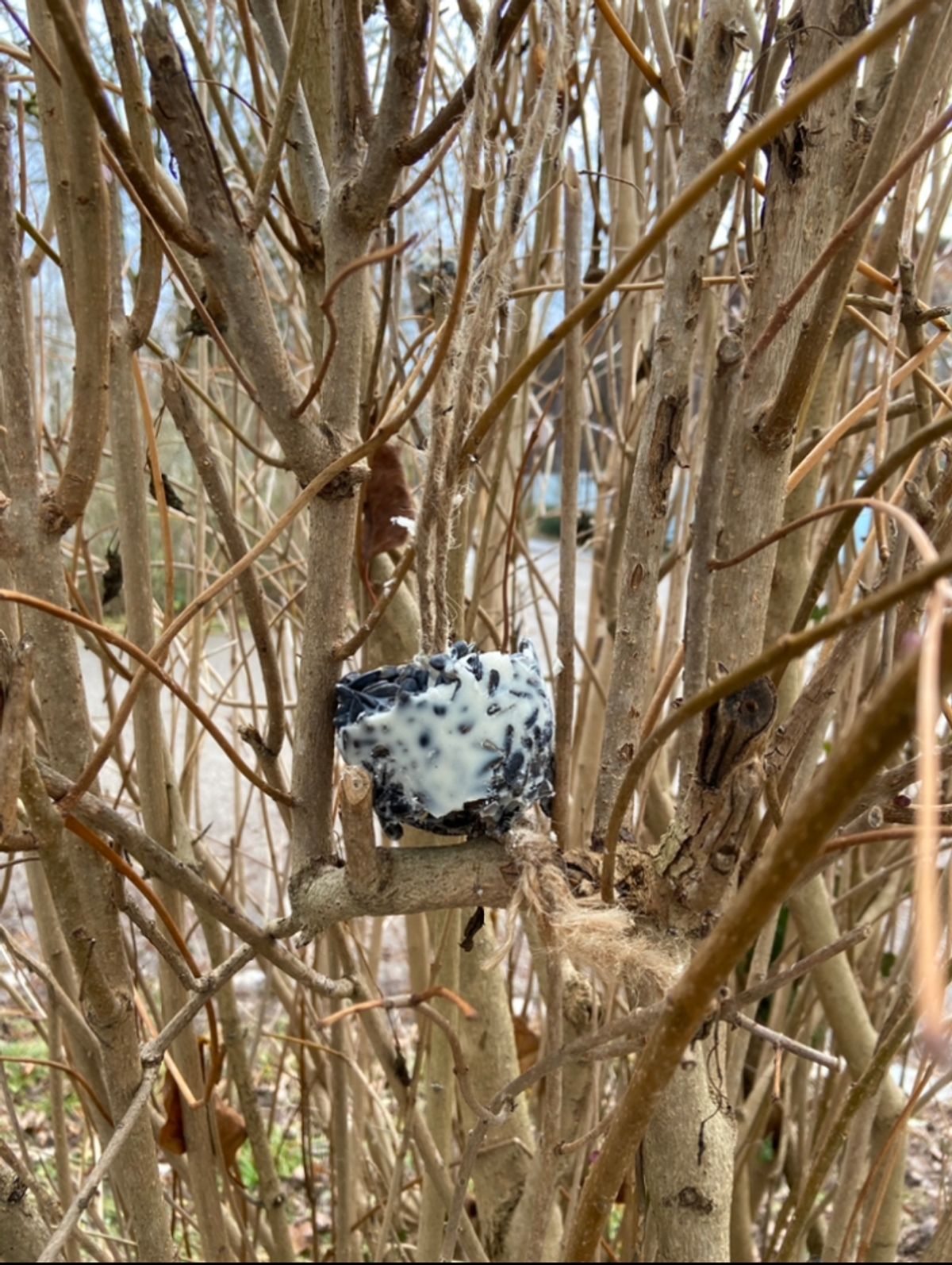Vogelfutter