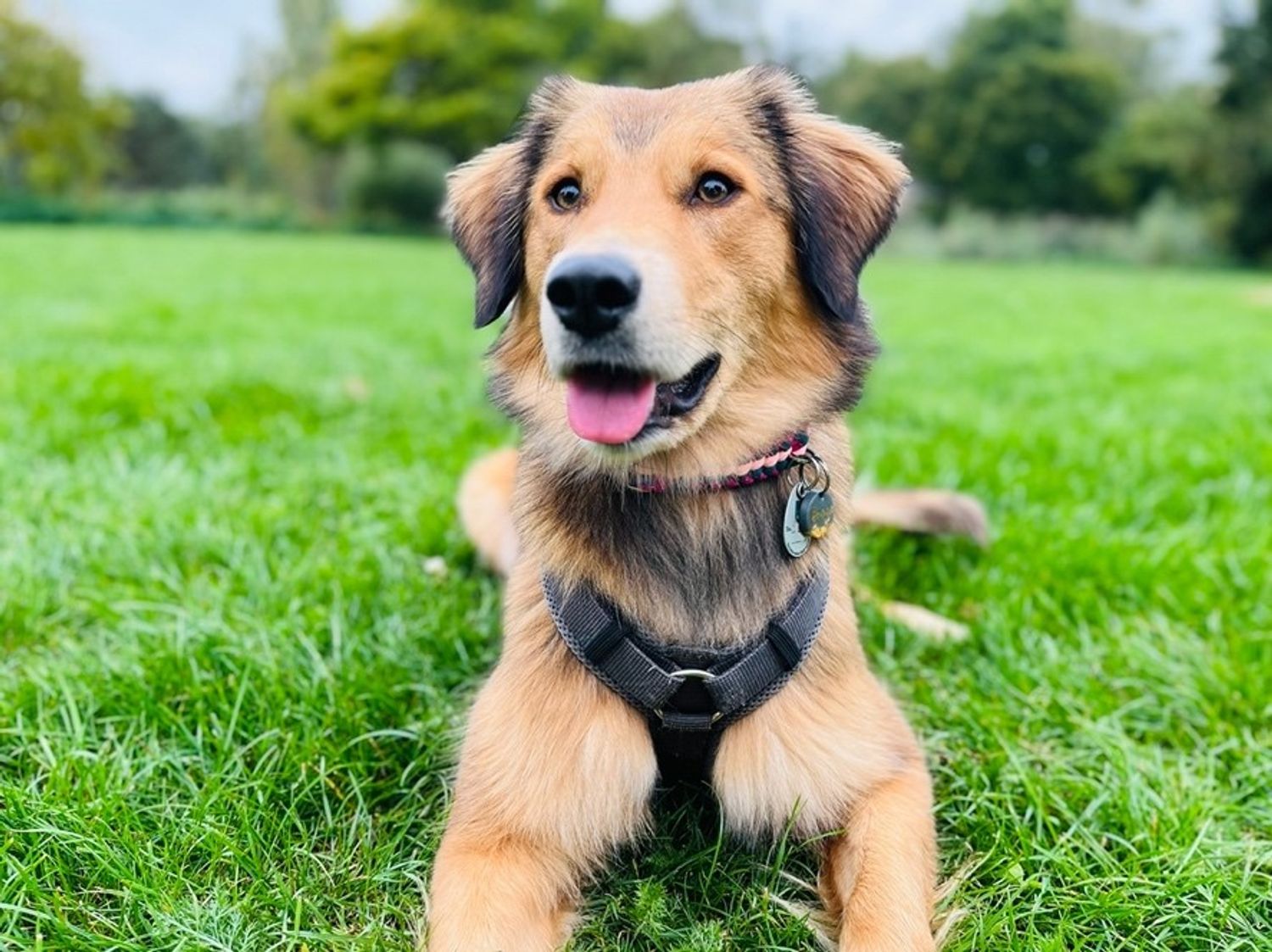 Tierisch gut – unser Schulhund Bonnie